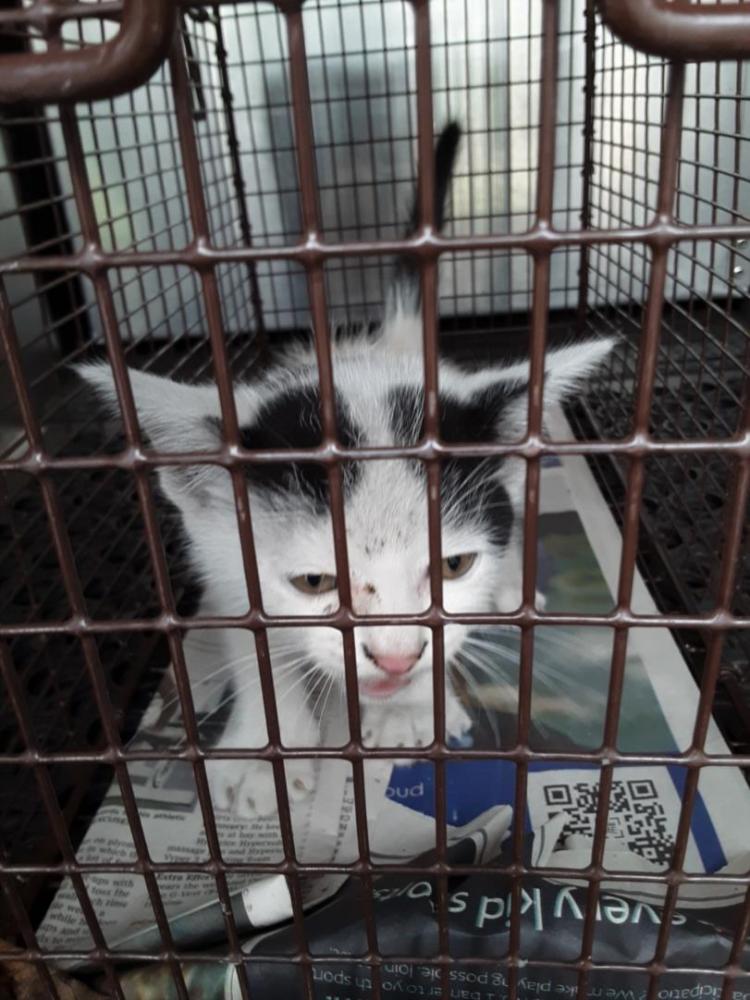 Shelter Stray Male Cat last seen Near BLOCK CARVER AVE, Austin, TX 78702
