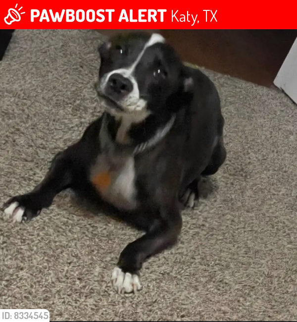 Lost Male Dog last seen Near park York dr, Katy, TX 77450