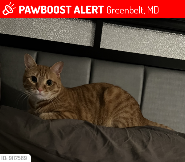 Lost Female Cat last seen greenbelt rd. , lakeside dr., Greenbelt, MD 20770