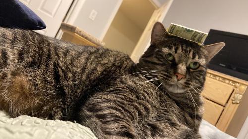 Lost Male Cat last seen Mansfield Court, Tinley Park, IL 60487