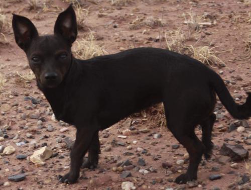 Lost Female Dog last seen Chandler regional health center, Chandler, AZ 85224