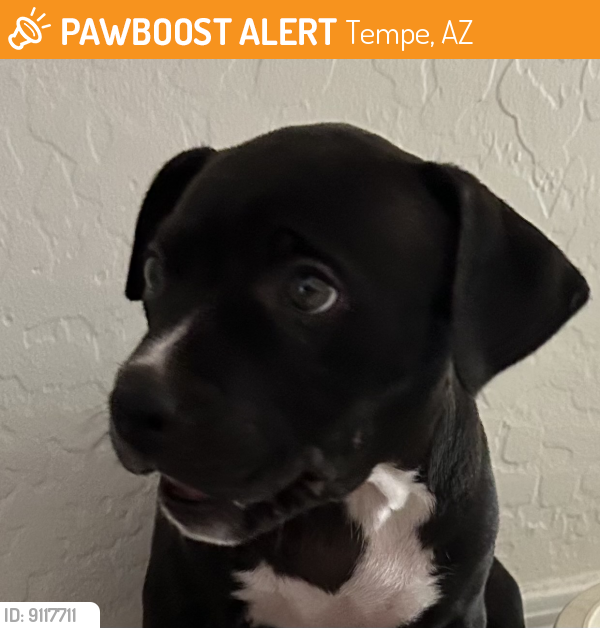 Found/Stray Female Dog last seen Found near Kyrene Rd and Warner Rd  early This morning , Tempe, AZ 85284