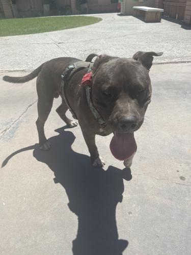 Found/Stray Male Dog last seen Mesa Drive & Southern, Mesa, AZ 85204