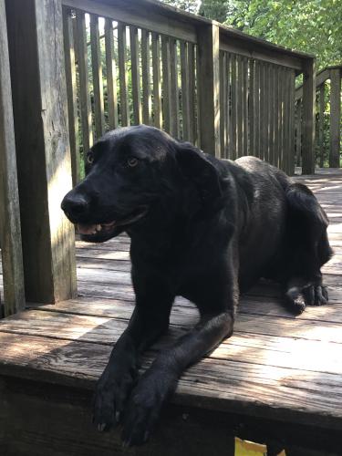Found/Stray Female Dog last seen Rosewood Liquor and Wine, Columbia, SC 29205