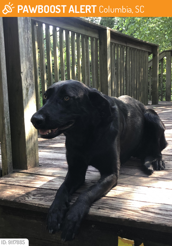 Found/Stray Female Dog last seen Rosewood Liquor and Wine, Columbia, SC 29205