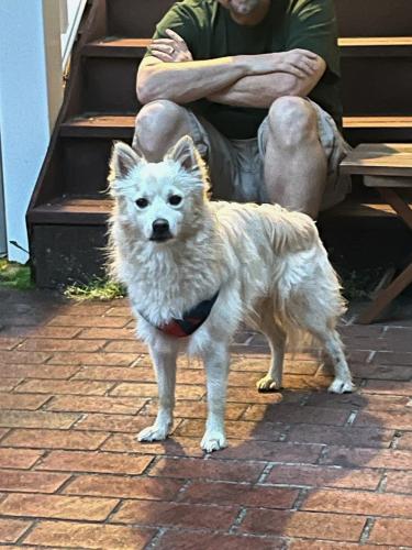 Found/Stray Male Dog last seen Parkside Circle & Potomac View, Sugarland Run, VA 20165