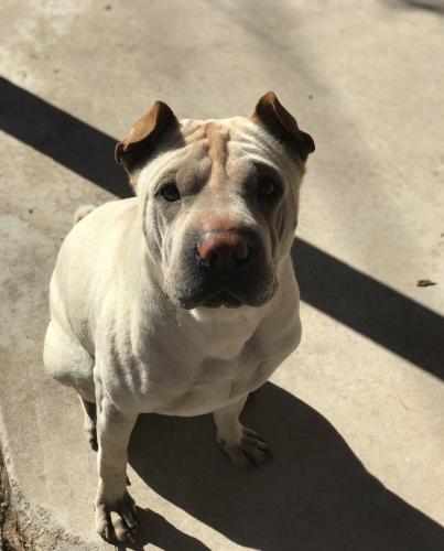 Lost Male Dog last seen 37th Avenue and Camelback , Phoenix, AZ 85019