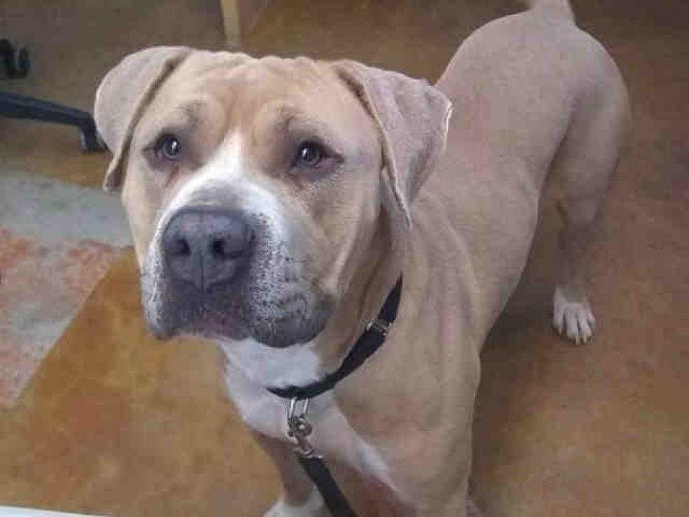 Shelter Stray Male Dog last seen Near BLOCK J J SEABROOK, Austin, TX 78702