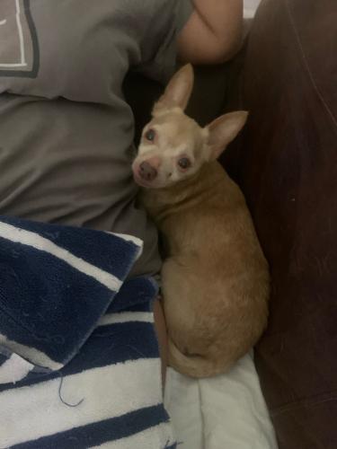 Found/Stray Unknown Dog last seen Cedel Drive & Delery Drive, Houston, TX 77055