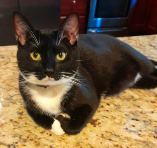 Lost Female Cat last seen 8th St NW and Missouri Ave NW, Washington, DC 20011