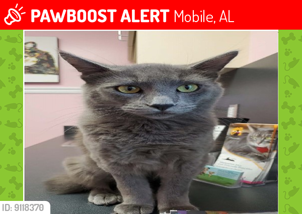 Lost Male Cat last seen Near border drive west mobile alabama , Mobile, AL 36608