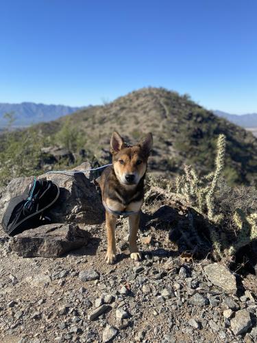 Lost Male Dog last seen 7st and Broadway , Phoenix, AZ 85040