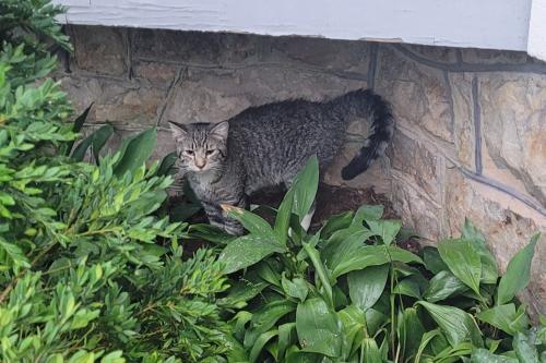 Found/Stray Unknown Cat last seen Linden Lane and Cassedy Street, Silver Spring, MD 20910