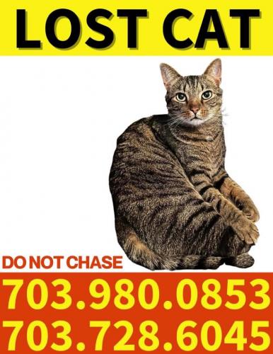 Lost Male Cat last seen sprucegrove sq and sunset terr, Ashburn, VA 20147