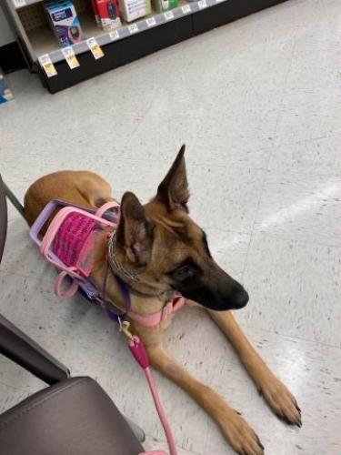 Lost Female Dog last seen Georgetown Pike and Polo Pl, Great Falls, VA 22066