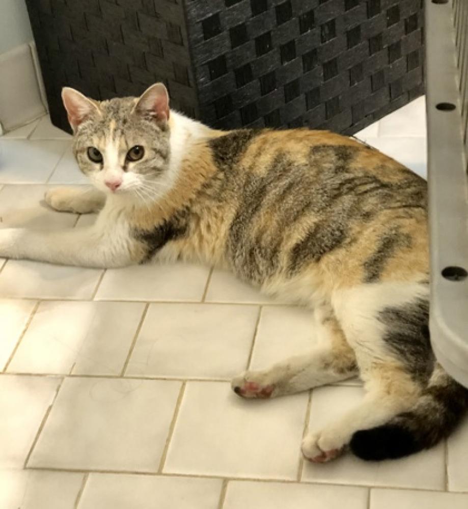 Shelter Stray Female Cat last seen Near Frisby St, 21218, MD, Baltimore, MD 21230