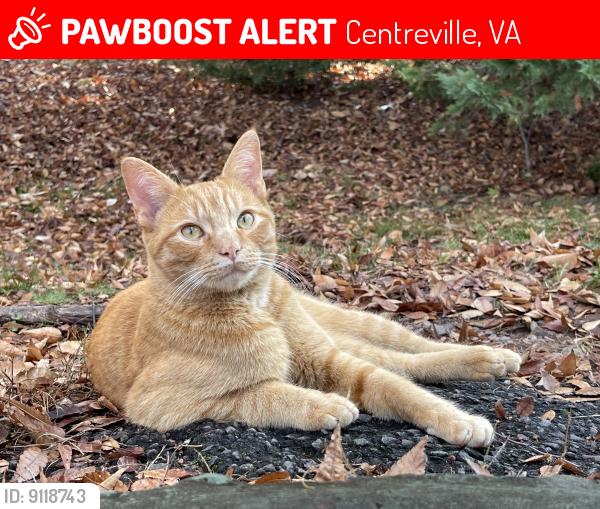 Lost Male Cat last seen Stone road, Centreville, VA 20120