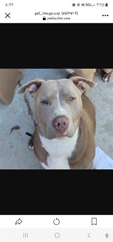 Lost Male Dog last seen Bethany  Rd, Glendale, AZ 85301