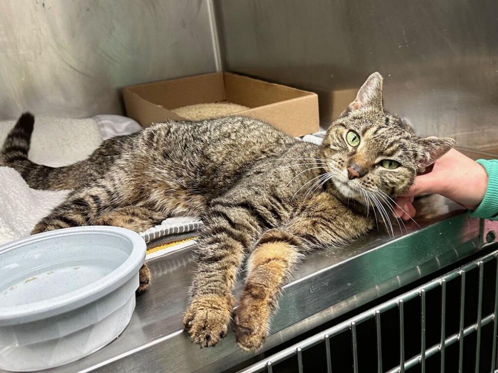 Shelter Stray Female Cat last seen NEW YORK, NY, 10028, New York, NY 10029