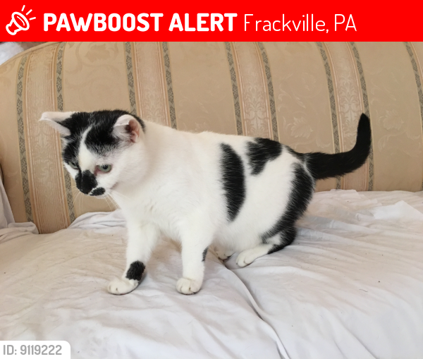 Lost Female Cat last seen Motel 6 cat was lost at the motel ran away will paynreward, Frackville, PA 17931