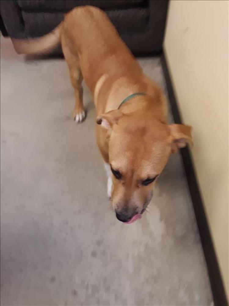 Shelter Stray Male Dog last seen Near BLOCK KILLINGSWORTH, Austin, TX 78702