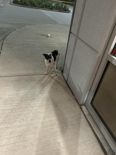 Found/Stray Female Dog last seen Coca Cola , Houston, TX 77038