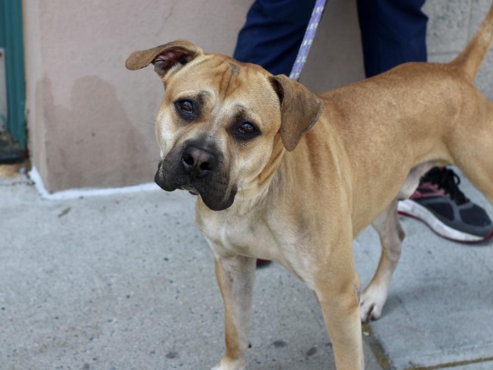 Shelter Stray Male Dog last seen Near Prospect Avenue, BRONX, NY, 10457, New York, NY 10029
