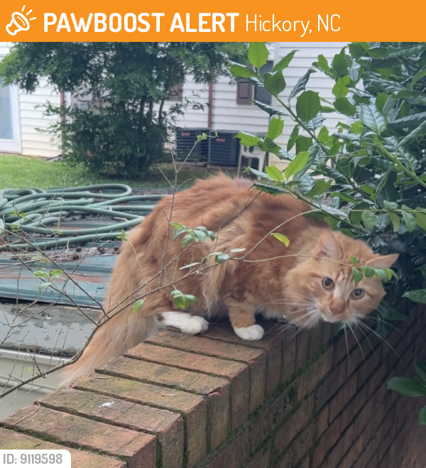 Hickory, NC Stray Female Cat Found Near Near 20th Ave Dr NE, Hickory