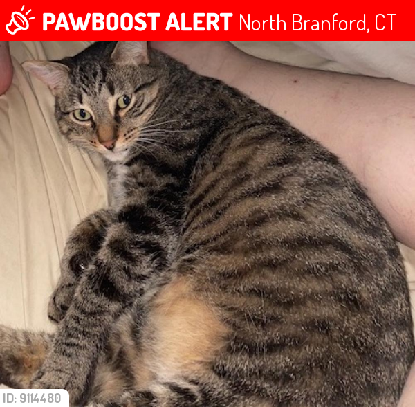 Lost Male Cat last seen Summit drive, North Branford, CT 06471
