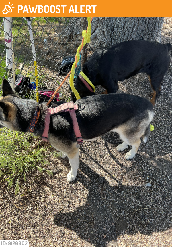 Found/Stray Female Dog last seen Widefield High School , Colorado Springs, CO 80911