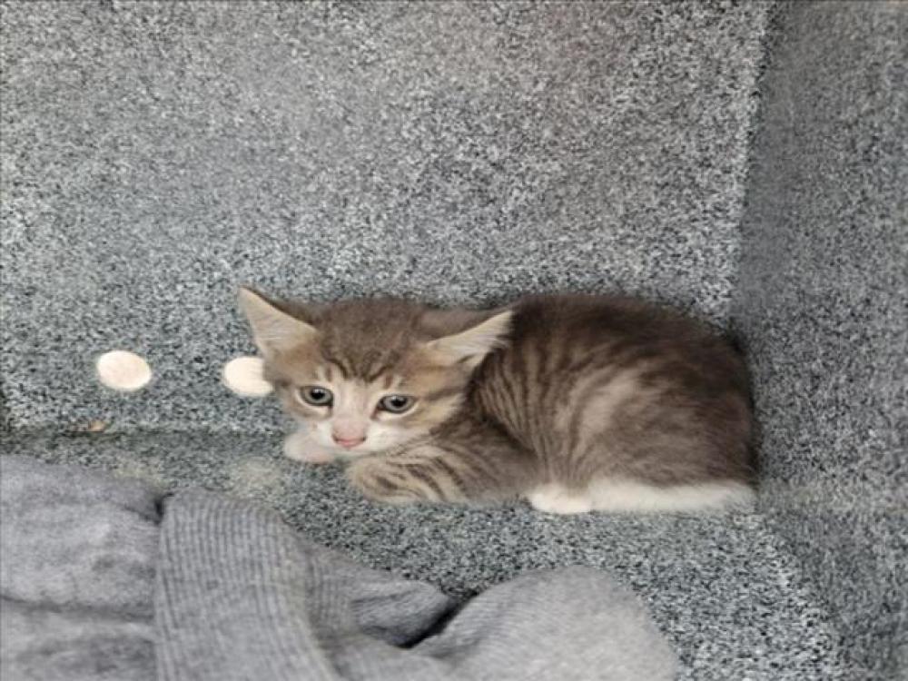Shelter Stray Male Cat last seen Near BLOCK CRYSTALBROOK DRIVE, Austin, TX 78702