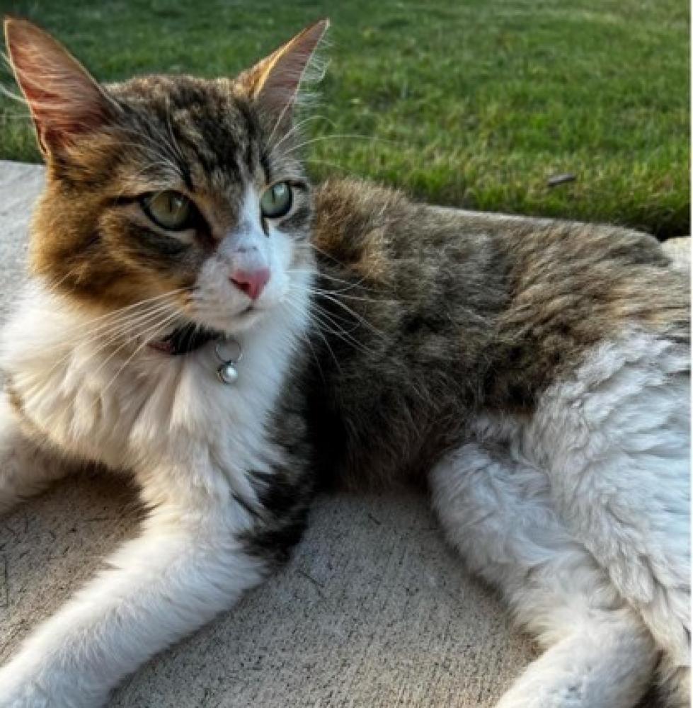 Shelter Stray Female Cat last seen San Antonio, TX 78216, San Antonio, TX 78229