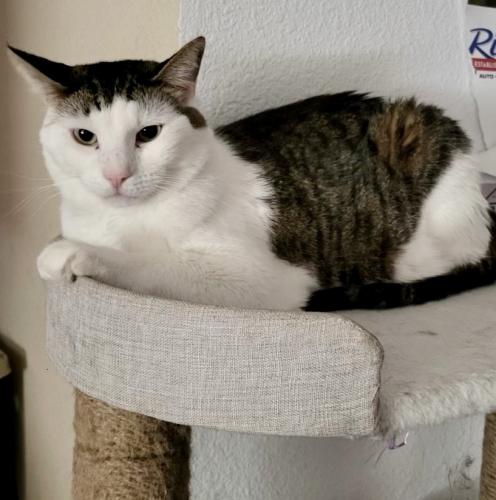 Lost Male Cat last seen Universe & country knoll, Albuquerque, NM 87114
