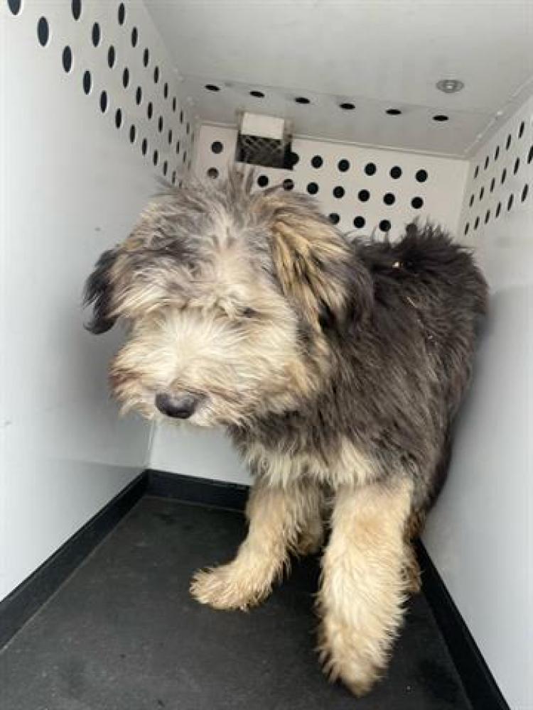 Shelter Stray Male Dog last seen Near BLK MT VERNON AV , BAKERSFIELD , CA, Bakersfield, CA 93307