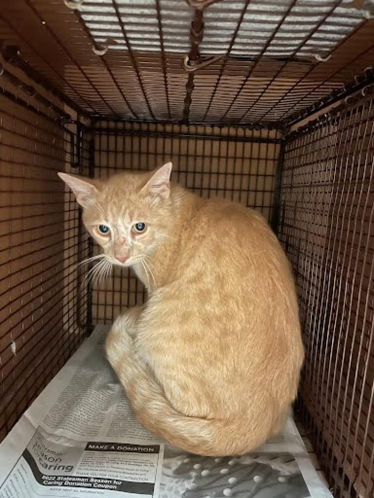 Shelter Stray Male Cat last seen Near BLOCK GROVE BLVD, Austin, TX 78702