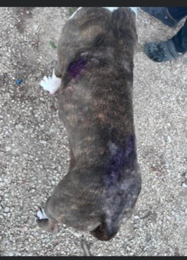 Shelter Stray Female Dog last seen San Antonio, TX 78228, San Antonio, TX 78229