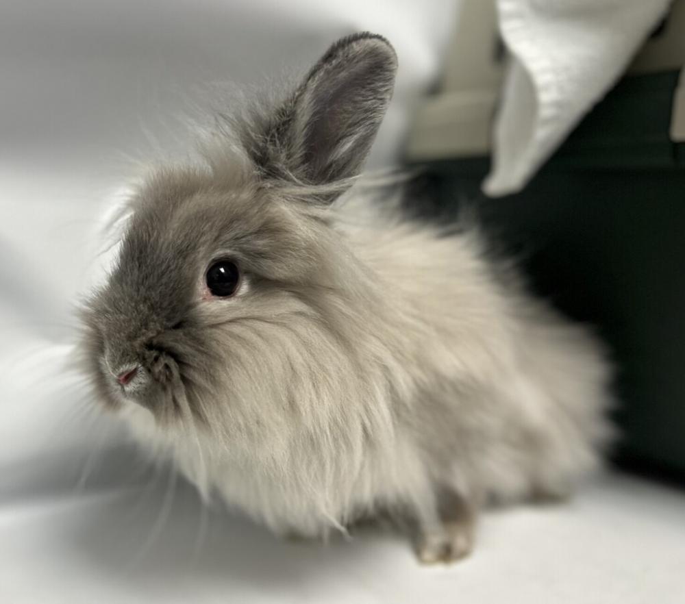 Shelter Stray Female Rabbit last seen Cross Bay Boulevard, FAR ROCKAWAY, NY, 11693, New York, NY 11208