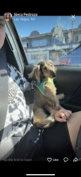 Lost Male Dog last seen Near El Camino Ave. Las Vegas, NV 89102, Las Vegas, NV 89102