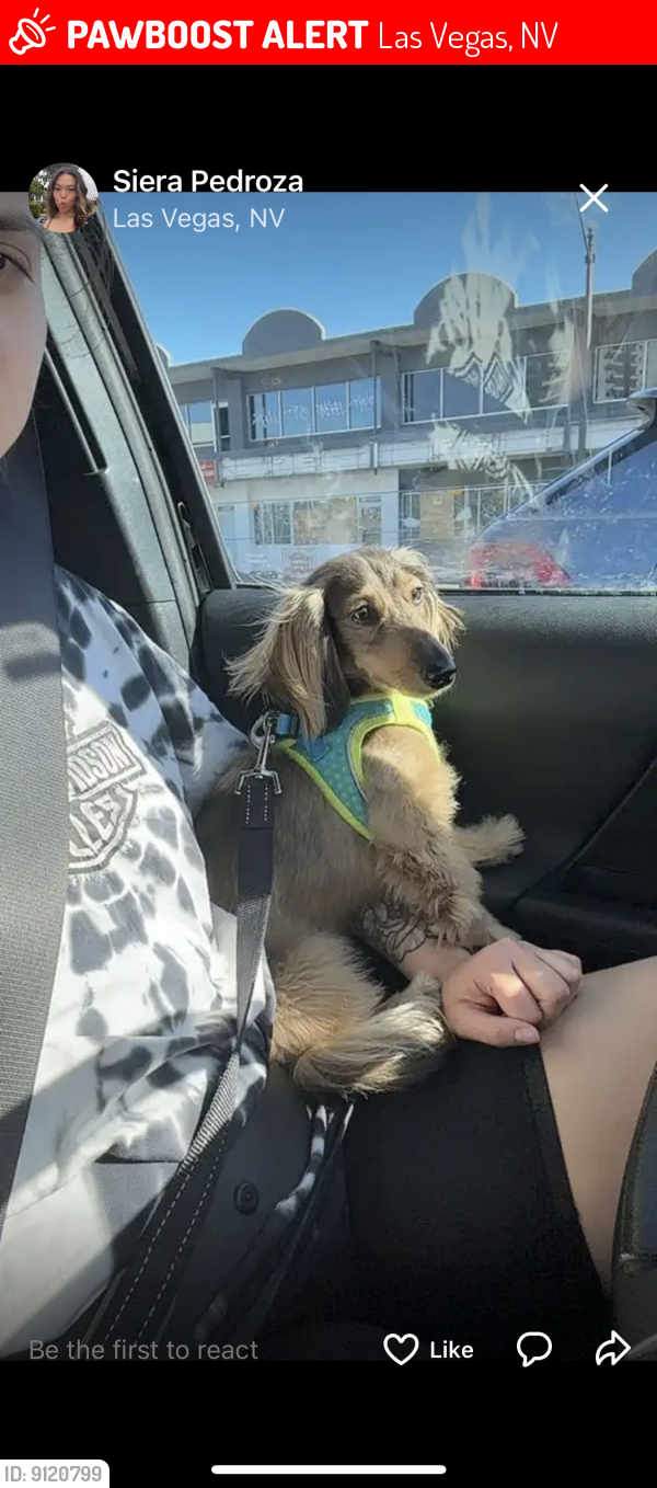 Lost Male Dog last seen Near El Camino Ave. Las Vegas, NV 89102, Las Vegas, NV 89102