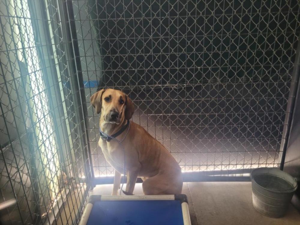 Shelter Stray Female Dog last seen Near BLOCK BROADMOOR DRIVE, Austin, TX 78702