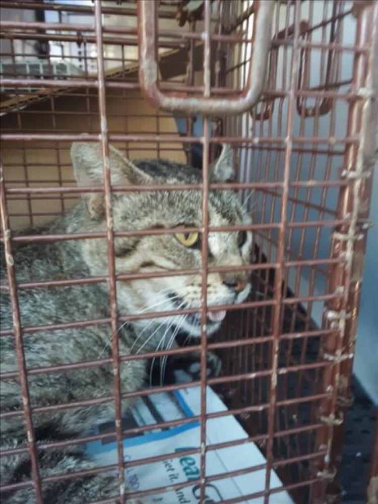 Shelter Stray Male Cat last seen Near BLOCK  BUSBY DR, Austin, TX 78702