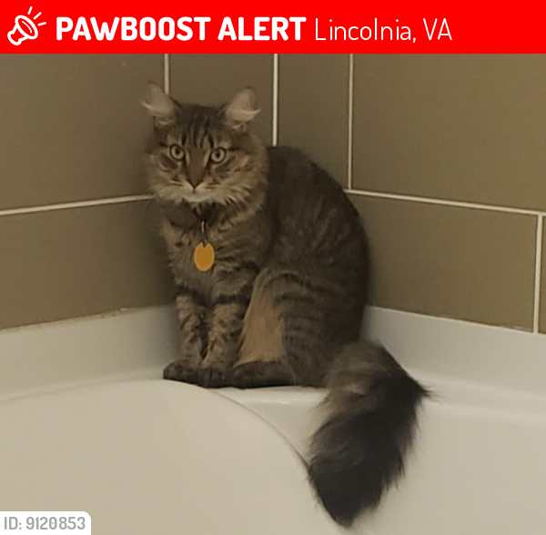 Lost Male Cat last seen Near King Louis Drive, Lincolnia, VA 22312