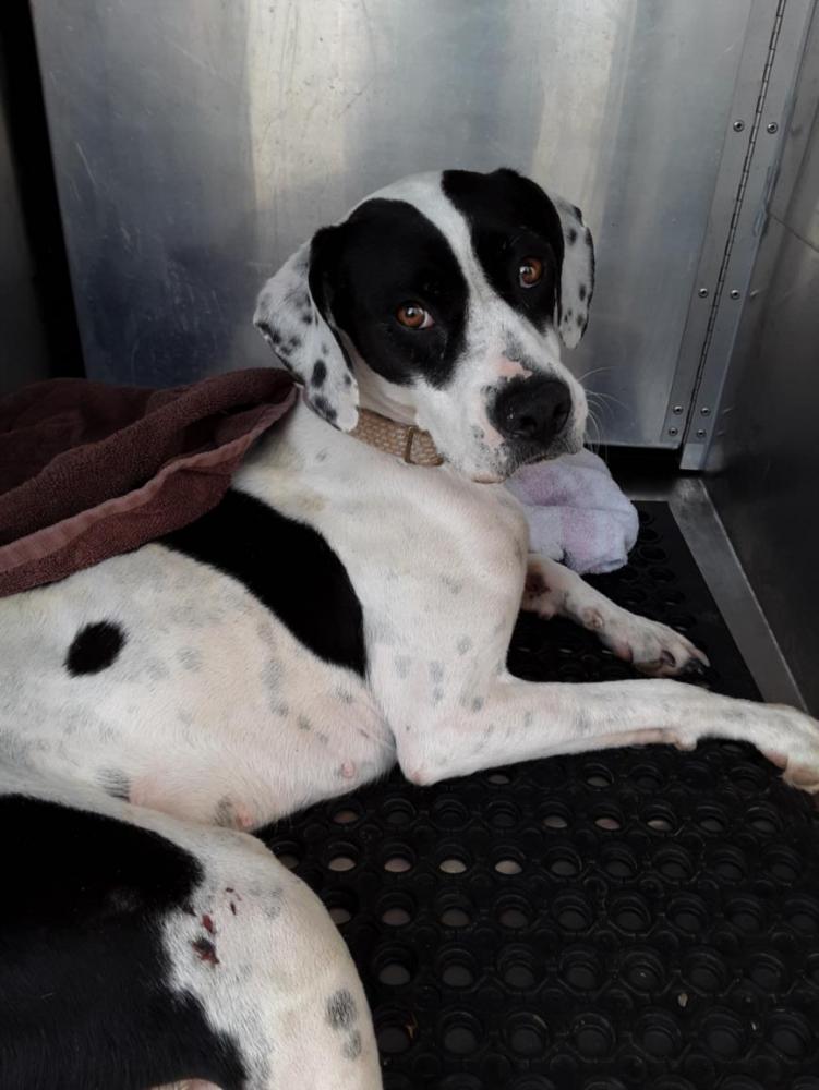 Shelter Stray Female Dog last seen Near BLOCK FM 973, Austin, TX 78702