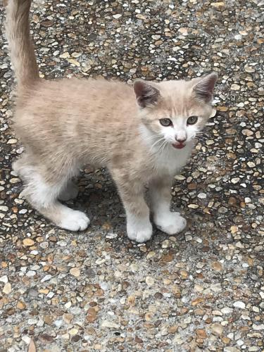Found/Stray Unknown Cat last seen Southwood ests, Lake City, FL 32024