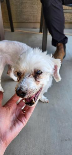 Found/Stray Female Dog last seen 47th and Acoma, Glendale, AZ 85306