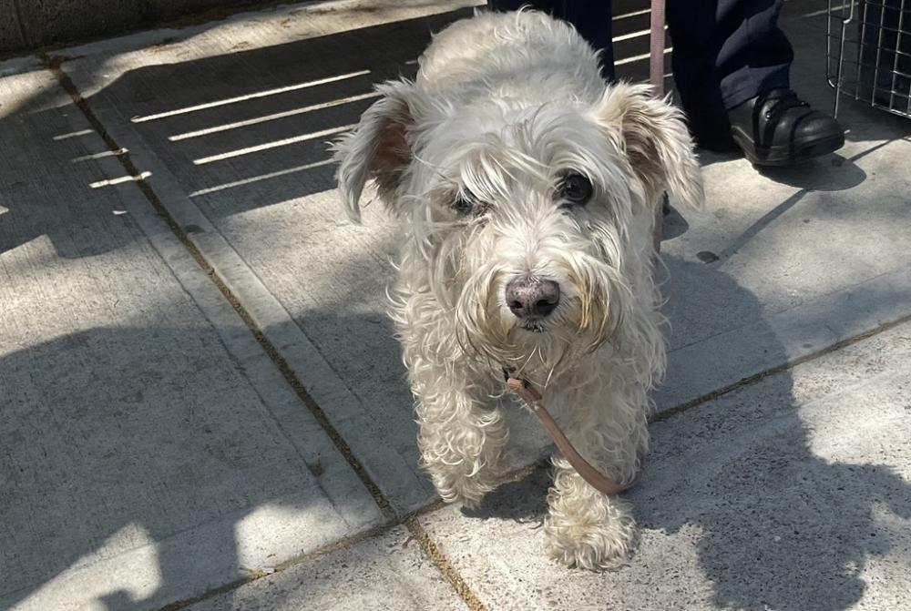 Shelter Stray Female Dog last seen Near Laconia Avenue, BRONX, NY, 10466, New York, NY 10029