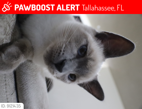 Lost Male Cat last seen Cobblestone, Tallahassee, FL 32305