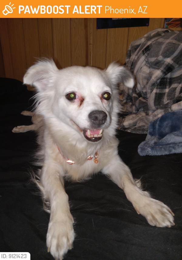 Found/Stray Female Dog last seen N 32nd St. & E McDowell Rd. , Phoenix, AZ 85008