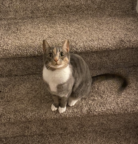 Lost Female Cat last seen Chelsey Place and Old Centreville Road, Centreville, VA 20121