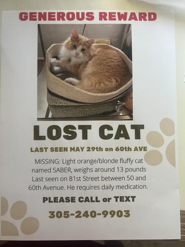 Lost Male Cat last seen Southwest 81st or 82nd Street and 60th Avenue , Miami, FL 33143